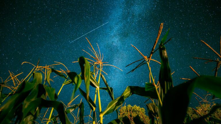 Bottom View Of Night Starry Sky With Milky Way From Green Maize Corn Field Plantation In Summer